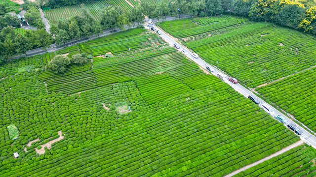 茶场茶叶基地