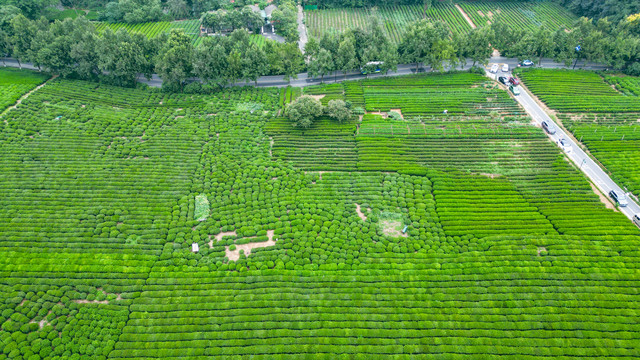 茶场茶叶基地