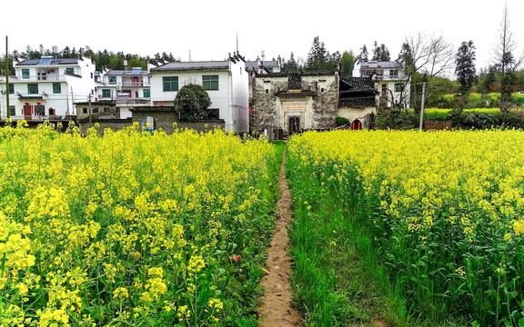 皖南油菜花