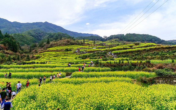 婺源江岭油菜花