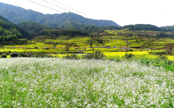 山地油菜花