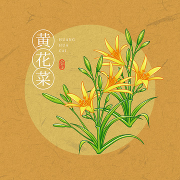 黄花菜插画