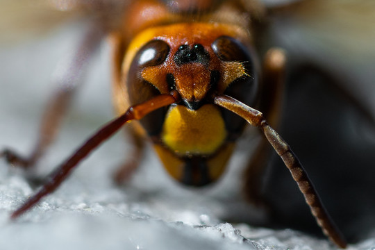 微距下的蜜蜂马蜂胡峰野蜂