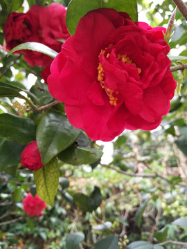 山茶花