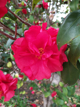 山茶花