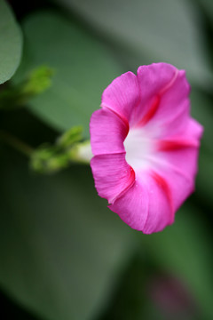 牵牛花