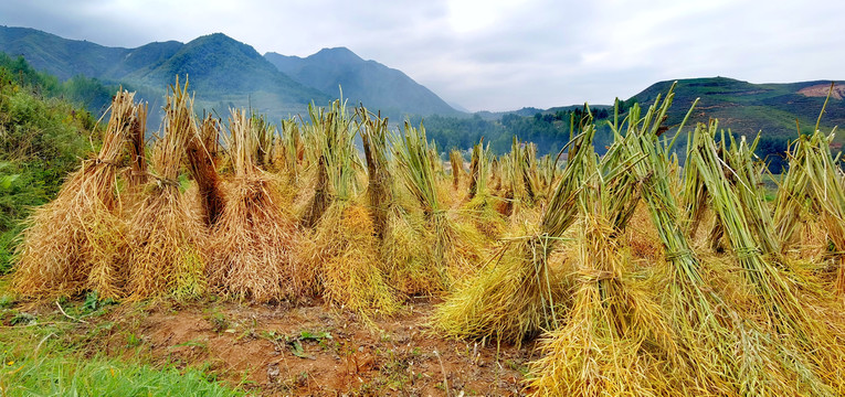 收获油菜