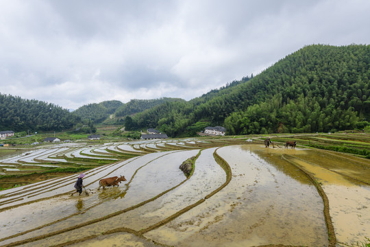 崇义田园风光