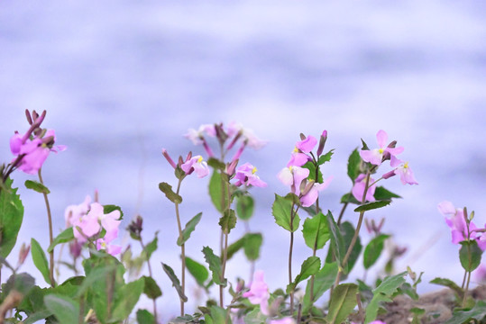 诸葛菜花