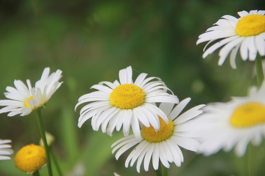 大滨菊