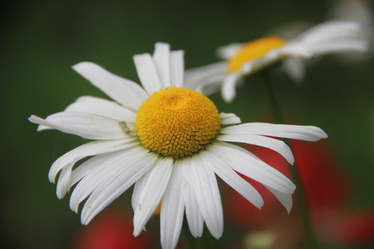 大滨菊