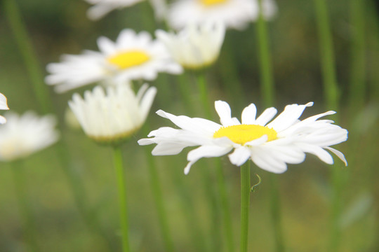 大滨菊