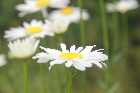 大滨菊