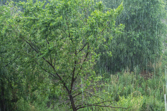 雨中树林