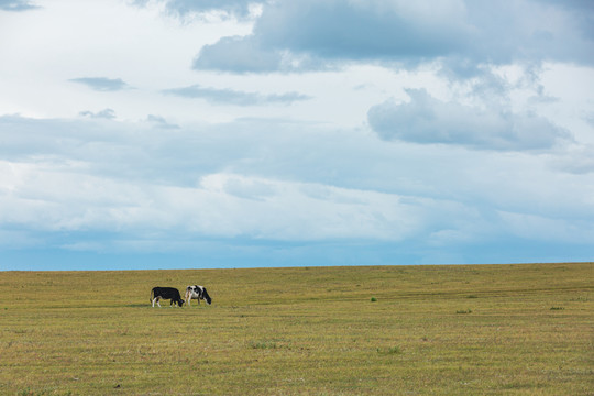 秋季草原牧场牛吃草