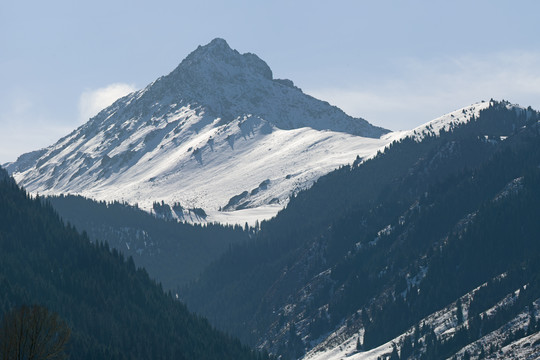 雪岭云杉