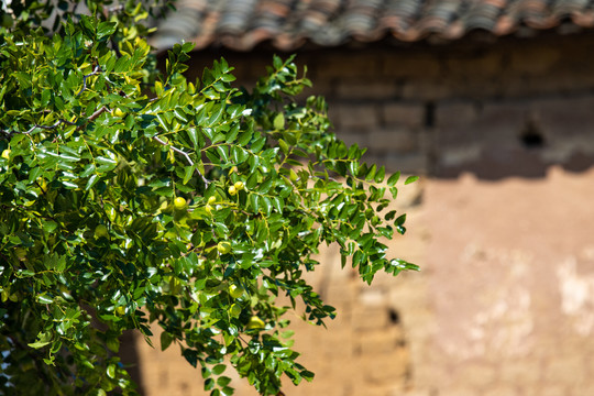 大枣植株