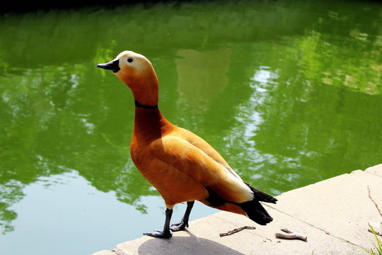 赤麻鸭