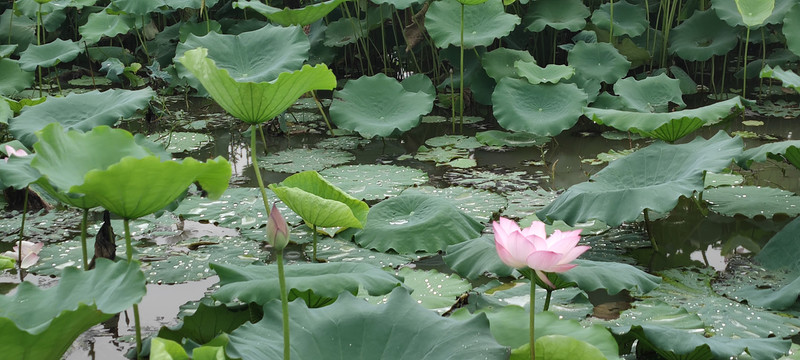 荷花池