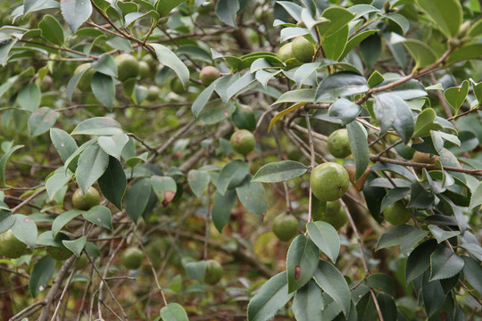 茶油树果子