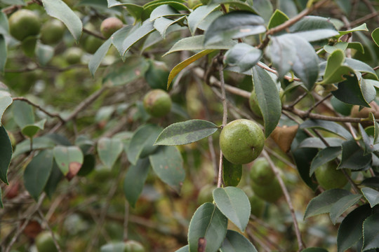 茶油树果子