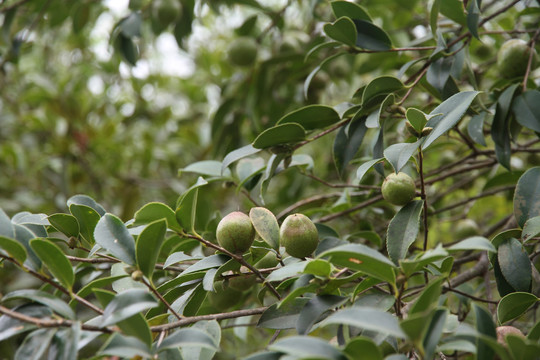 茶油树果子