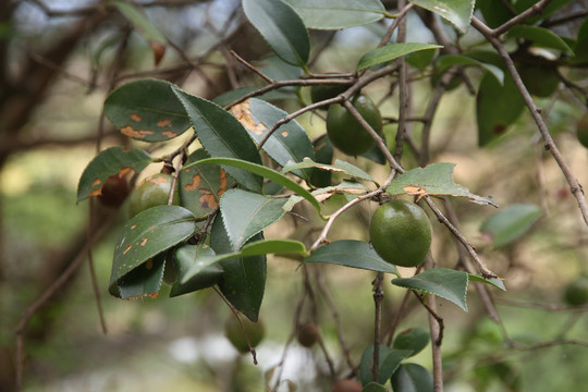 茶油树果