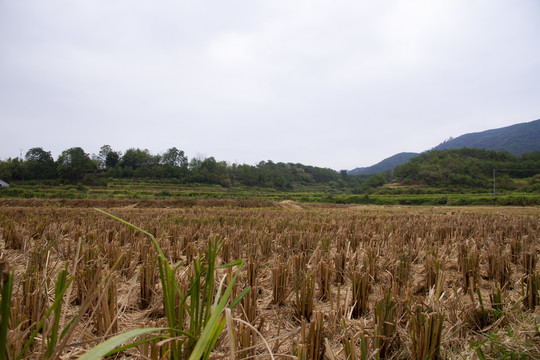 稻田