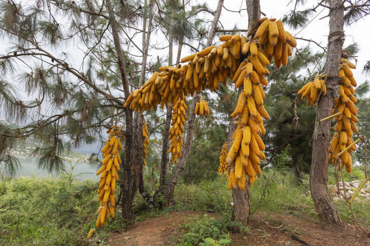 乡村松树林悬挂晾晒玉米
