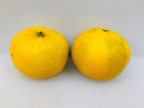 蜜橘