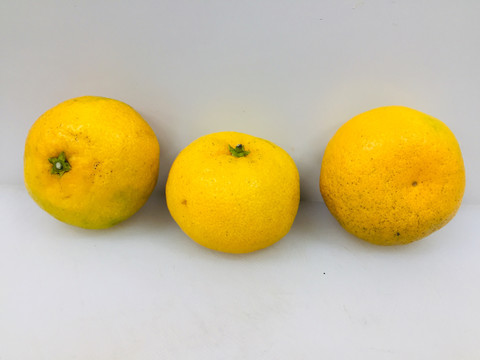 蜜橘