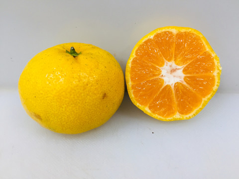 蜜橘