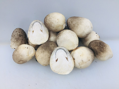 草菇