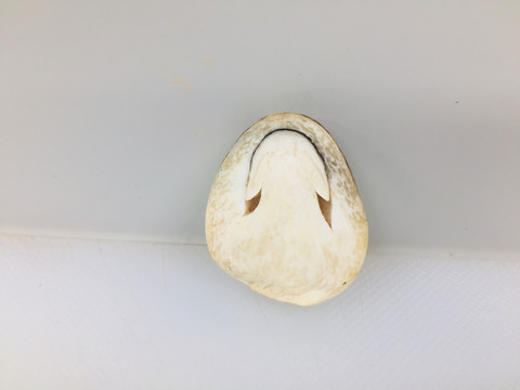 草菇