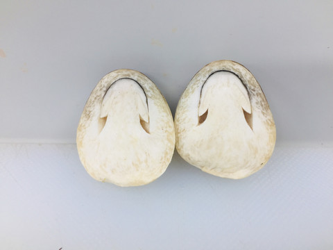 草菇