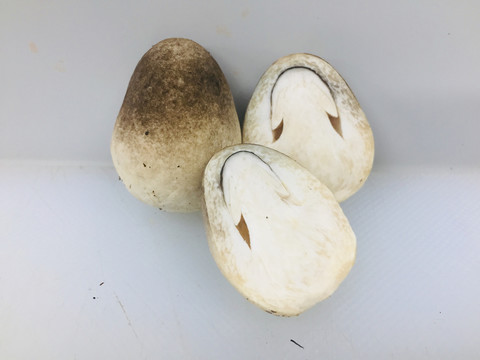 草菇