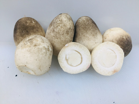 草菇