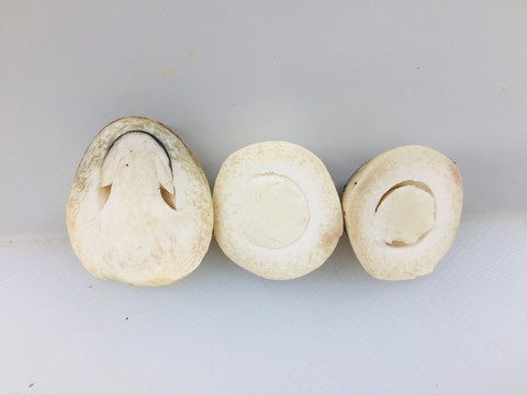 草菇