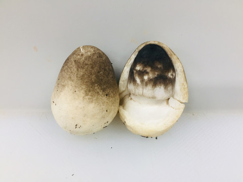 草菇