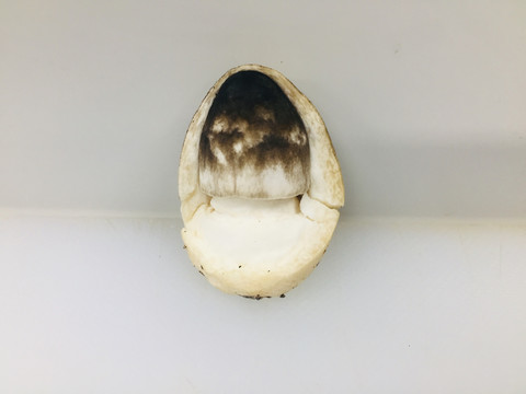 草菇