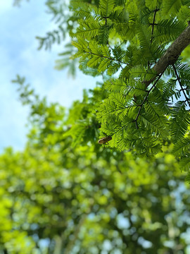 水杉绿叶