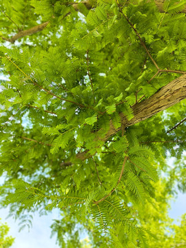水杉绿树绿叶梳子杉