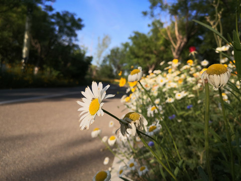 花与昆虫