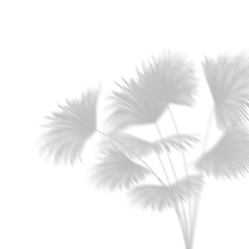 树影