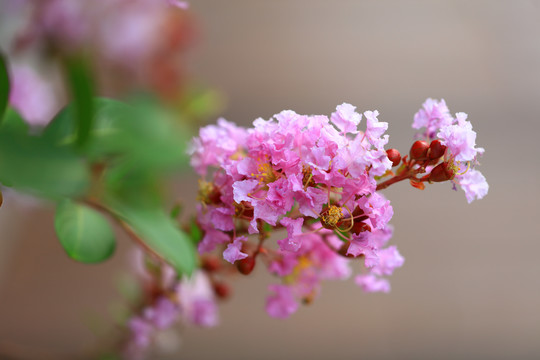 紫薇花树