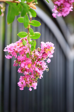 紫薇花树