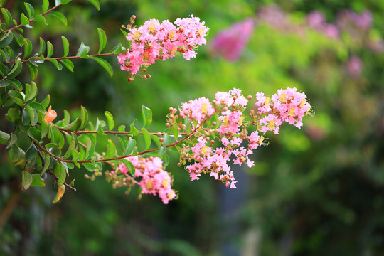 紫薇花开