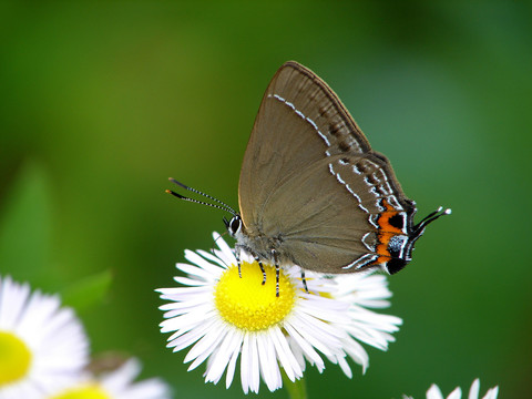 在野花上吸食花蜜的一只洒灰蝶