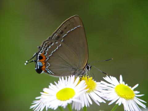 在野花上吸食花蜜的一只洒灰蝶