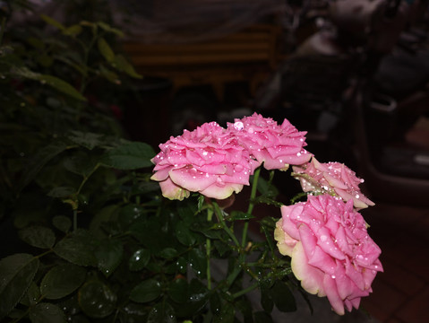 月季花